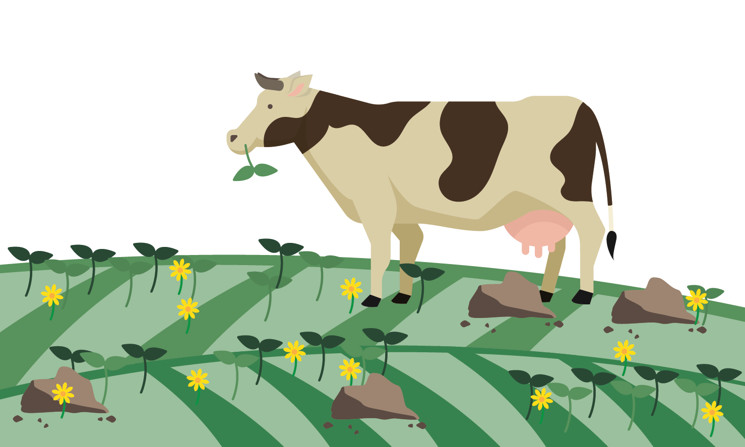 illustration of a cow, green field with flowers, green clover and cow dung